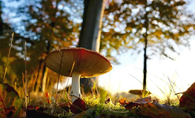 Gotowe growkity od sprawdzonego dostawcy