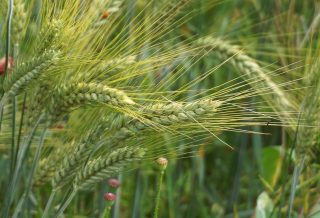 Gdzie kupić fachowe publikacje rolnicze?