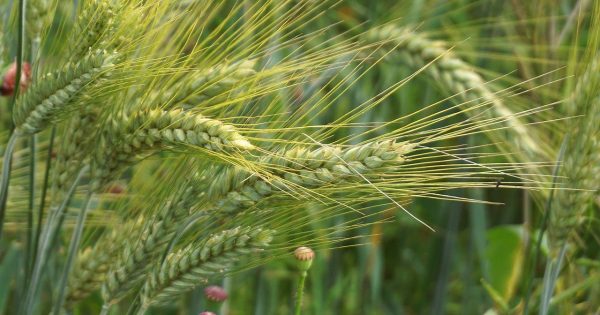 Gdzie kupić fachowe publikacje rolnicze?