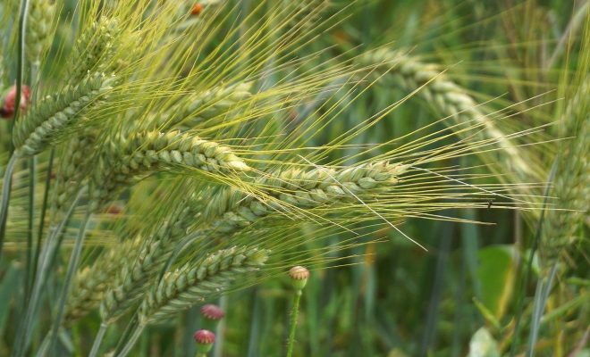 Gdzie kupić fachowe publikacje rolnicze?