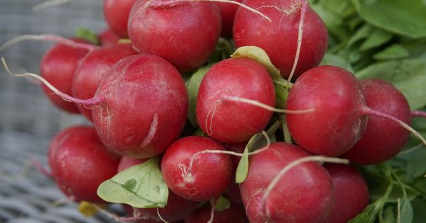 Rzodkiewka w marcu? Sprawdź, czy to najlepszy moment na pierwszy wysiew w ogrodzie