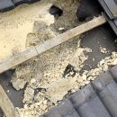Wypłoszyłeś kunę z poddasza? Sprawdź, czy nie zostawiła po sobie kosztownych szkód